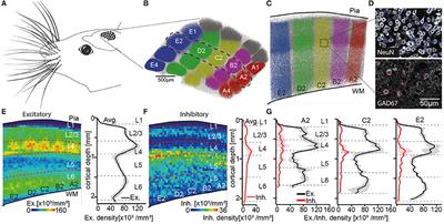 Cell Type-Specific Structural Organization of the Six Layers in Rat Barrel Cortex